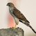 Sharp-shinned Hawk